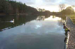 Delgatie Castle Poppies